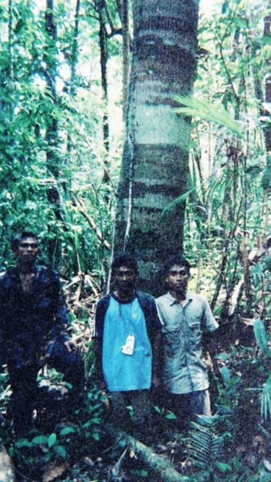 Calophyllum sundaicum