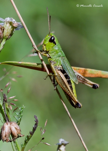 Pievinis skėriukas nuotrauka