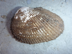 Anadara tuberculosa