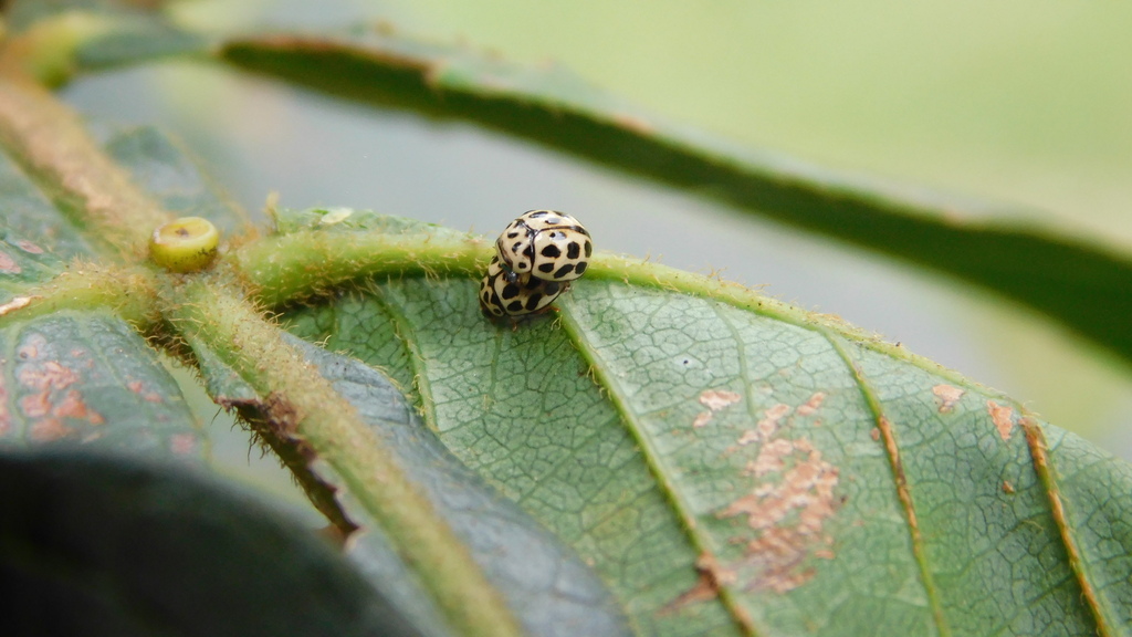 Cyrea mariae