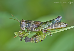 Phaulotettix compressus