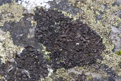 Leptogium lichenoides image