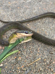 Erythrolamprus epinephalus