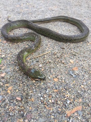 Erythrolamprus epinephalus