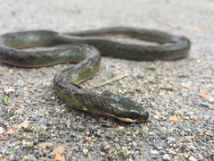 Erythrolamprus epinephalus