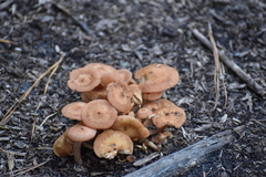 Desarmillaria caespitosa image
