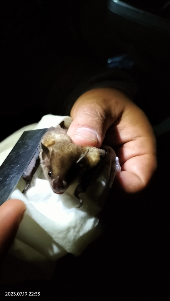 Tschudi's Yellow-shouldered Bat