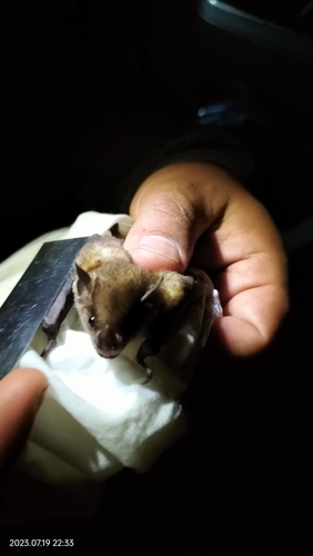 Tschudi's Yellow-shouldered Bat