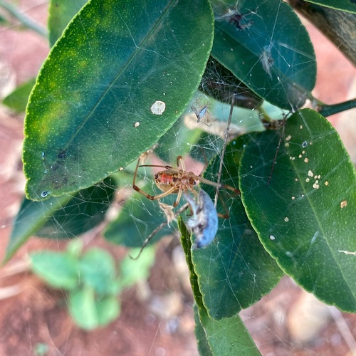 Brown Widow