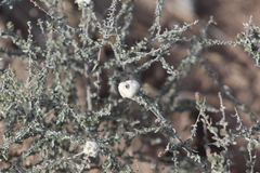 Asphondylia floccosa