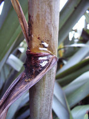 Balanococcus diminutus