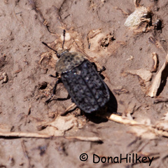 Thanatophilus lapponicus