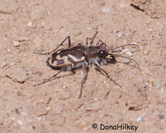 Cicindela tranquebarica kirbyi