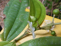 Miconia tenuifolia