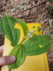 Miconia tenuifolia