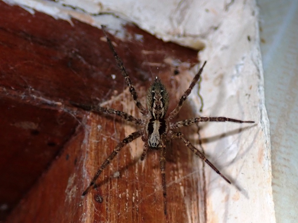 Typical Funnel Weavers from Hai, Tanzania on July 1, 2023 at 11:10 AM ...