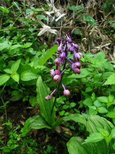Calanthe alpina iNat (3)