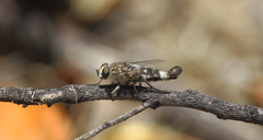 Apiocera philippii