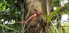 Pleurothallis ruberrima