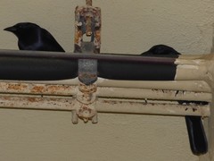 Ptiloxena atroviolacea