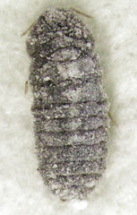 Balanococcus diminutus