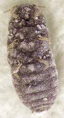 Balanococcus diminutus