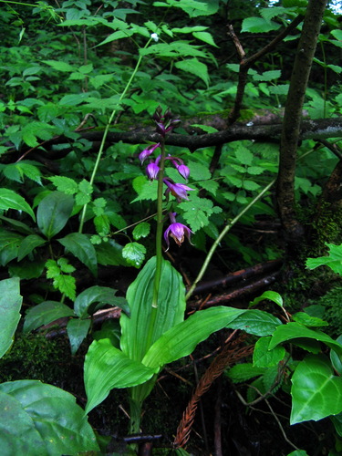 Calanthe alpina iNat (1)