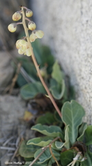 Pyrola dentata