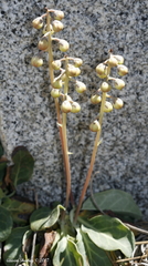 Pyrola dentata