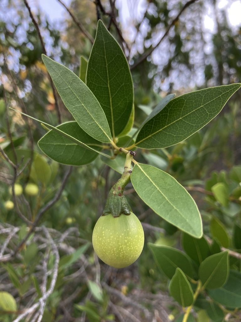 California Bay In July 2023 By Hannah INaturalist   Large 