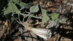 Calystegia malacophylla
