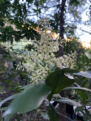 Ardisia revoluta