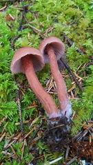 Laccaria bicolor image