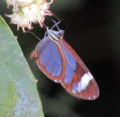 Image of Ithomia patilla