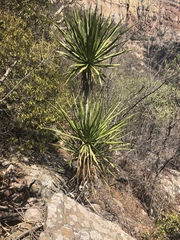 Dracaena transvaalensis