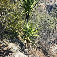 Dracaena transvaalensis