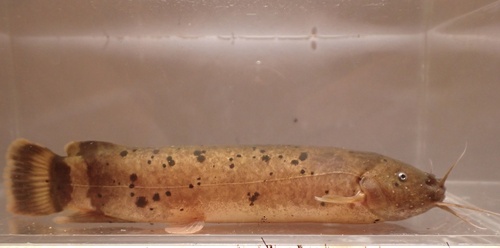 Benin electric catfish (Malapterurus beninensis) — Malapteruridae