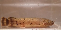 Electric Catfish photo 1