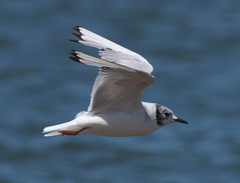 Chroicocephalus philadelphia