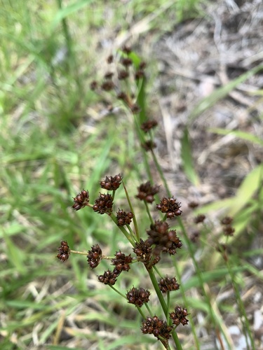 Juncus planifolius observed 2023-07-22