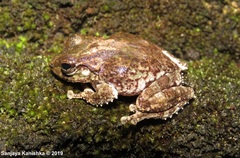 Pseudophilautus cavirostris