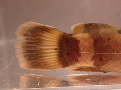 Electric Catfish photo 2