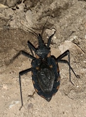 Triatoma longipennis