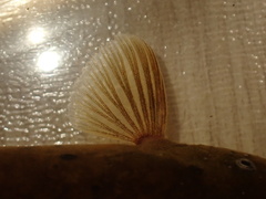 Electric Catfish photo 3