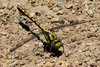 Bison Snaketail - Photo (c) David Hofmann, some rights reserved (CC BY-NC-ND)