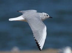 Chroicocephalus philadelphia