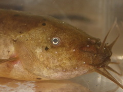 Electric Catfish photo 4