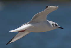 Chroicocephalus philadelphia