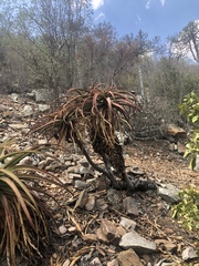 Aloe spicata