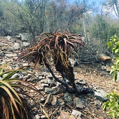 Aloe spicata